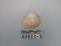 藏品(貝類)的圖片